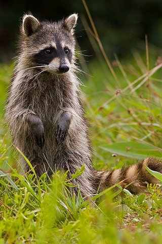 Waschbr Procyon lotor Raccoon